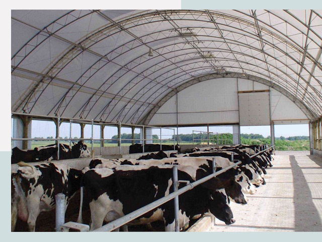 Тентовые коровники в Вольске